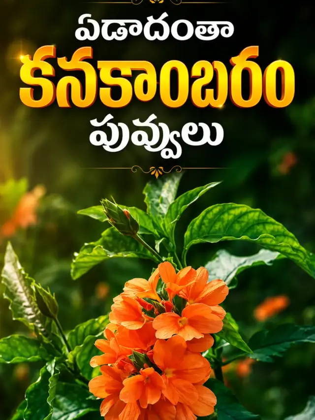 ఏడాది పొడవునా కనకాంబరం పూల కోసం సింపుల్ టిప్స్