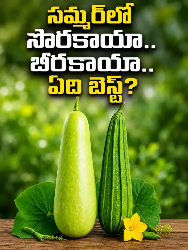 సమ్మర్‌లో సొరకాయా.. బీరకాయా.. ఏది బెస్ట్?