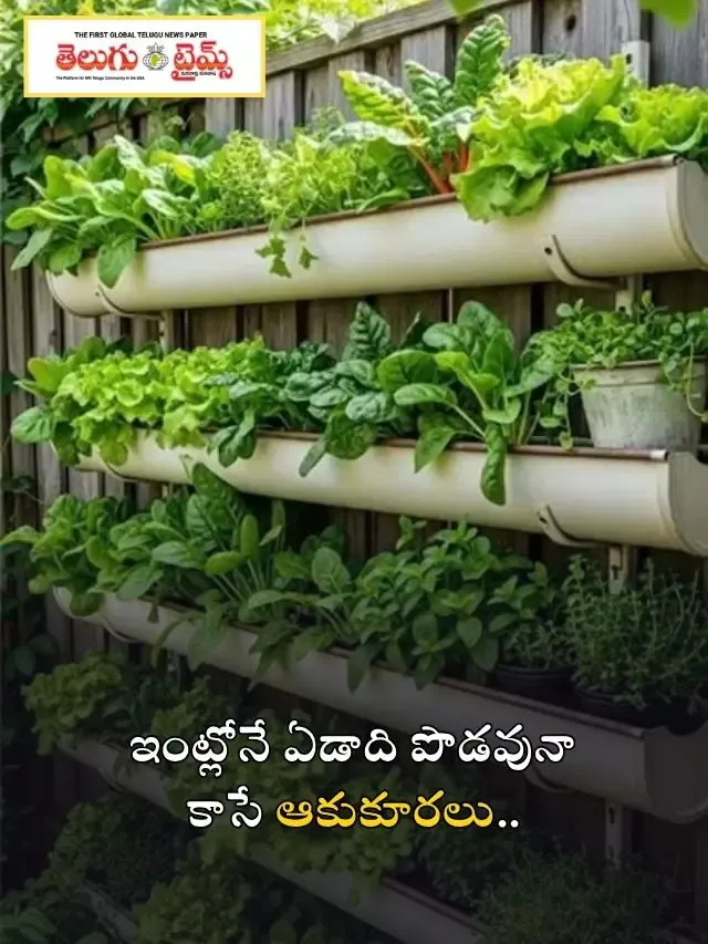 ఇంట్లోనే ఏడాది పొడవునా కాసే ఆకుకూరలు..