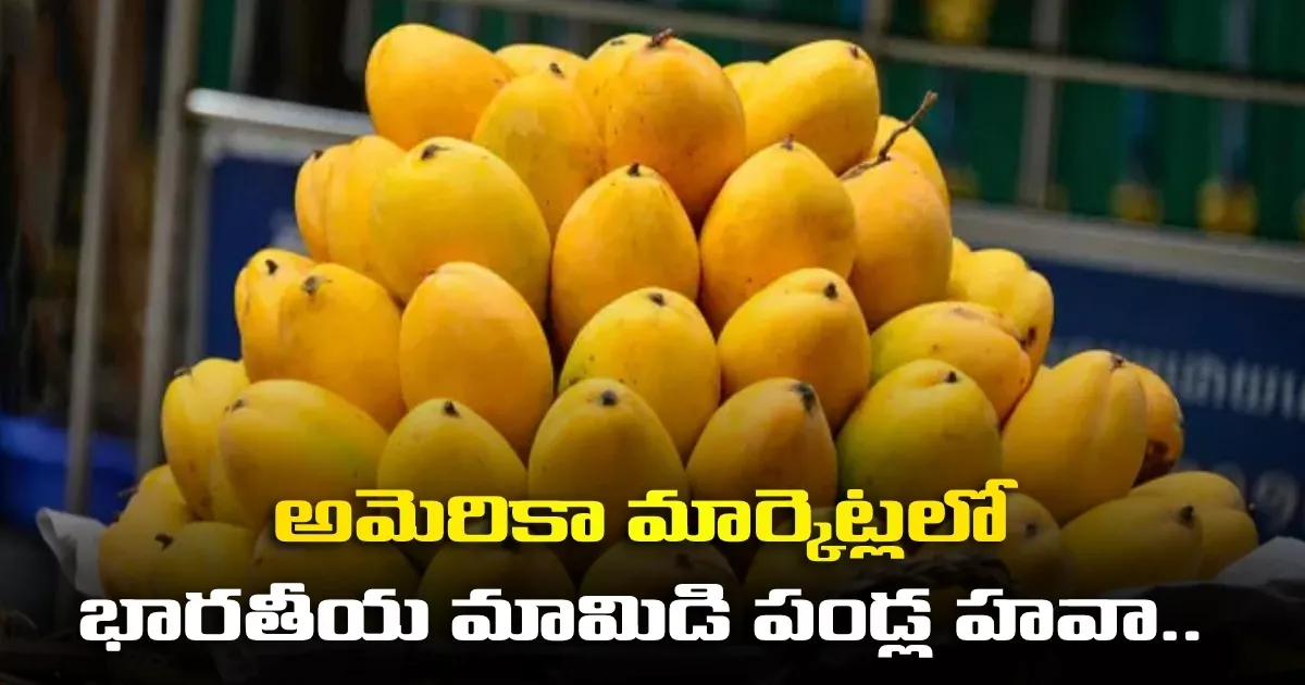 Unprecedented Craze And Massive Demand For Indian Mangoes In United States Markets