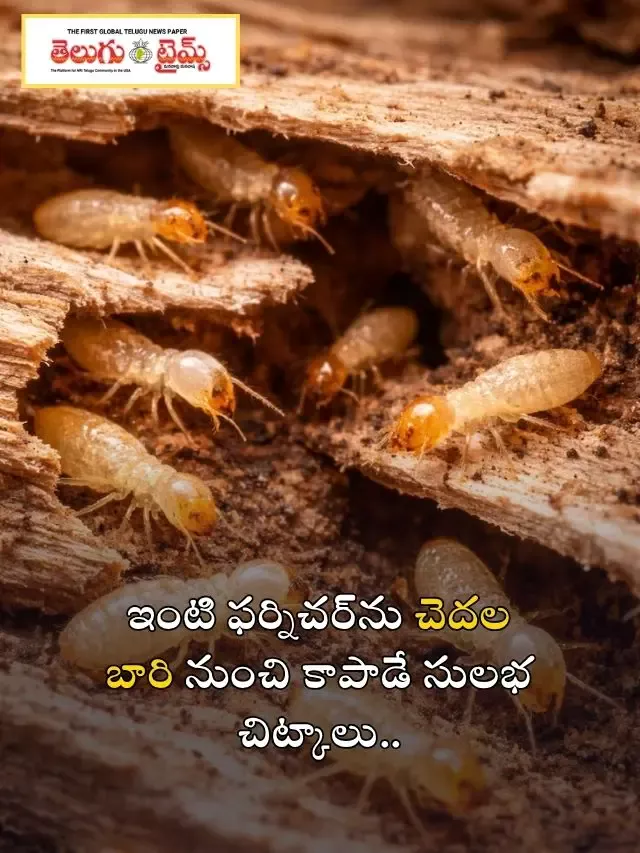 ఇంటి ఫర్నిచర్‌ను చెదల బారి నుంచి కాపాడే సులభ చిట్కాలు..