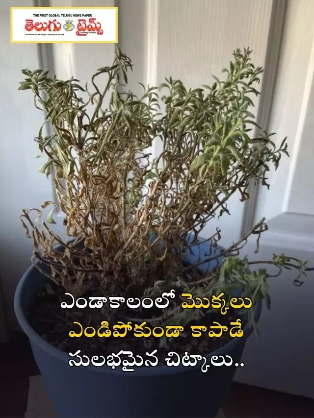 ఎండాకాలంలో మొక్కలు ఎండిపోకుండా కాపాడే సులభమైన చిట్కాలు..