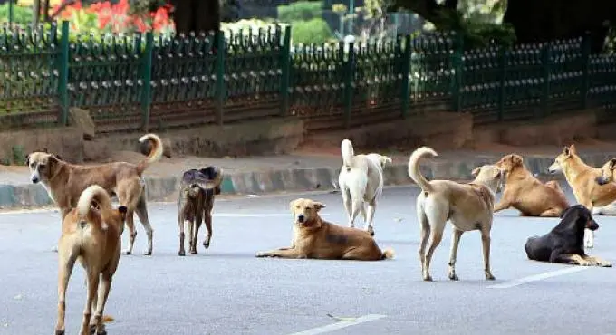 Fight Against Stray Dogs In Ap Food Shelters Away From Cities 