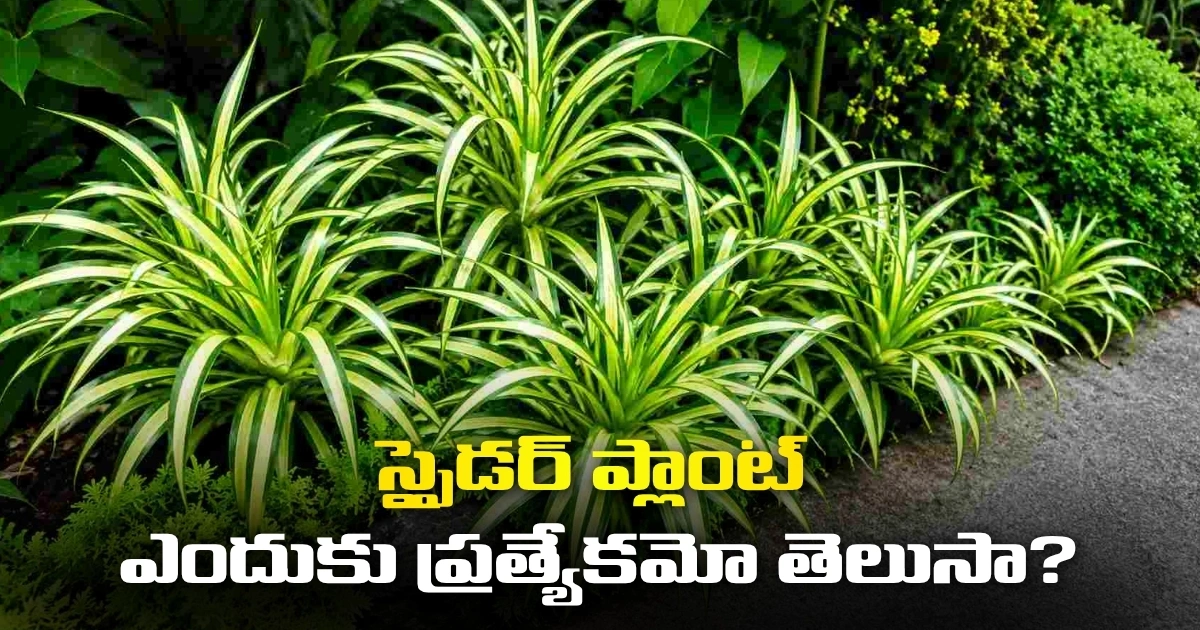 Spider Plant: స్పైడర్ ప్లాంట్ ఎందుకు ప్రత్యేకమో తెలుసా? Do You Know Why The Spider Plant Is Special