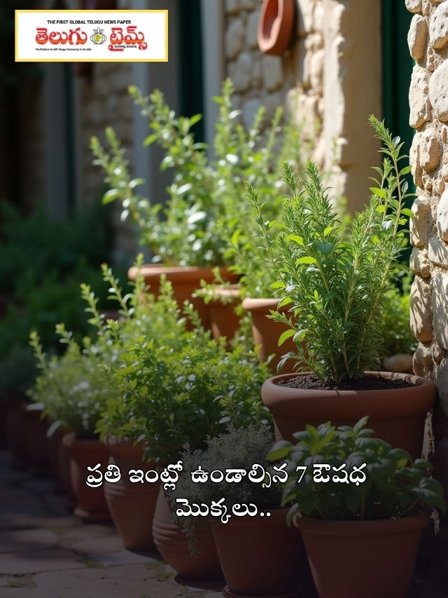 ప్రతి ఇంట్లో ఉండాల్సిన 7 ఔషధ మొక్కలు..