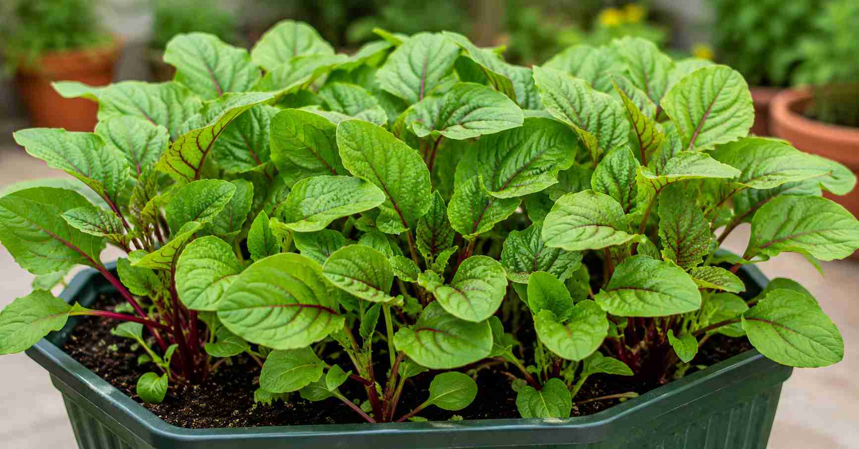 Amaranth leaves contain vitamins