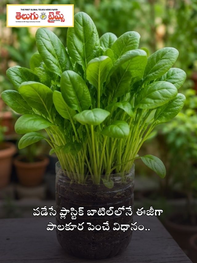 పడేసే ప్లాస్టిక్ బాటిల్‌లోనే ఈజీగా పాలకూర పెంచే విధానం..