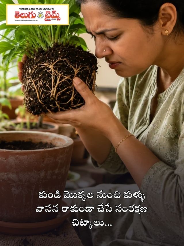 కుండి మొక్కల నుంచి కుళ్ళు వాసన రాకుండా చేసే సంరక్షణ చిట్కాలు…