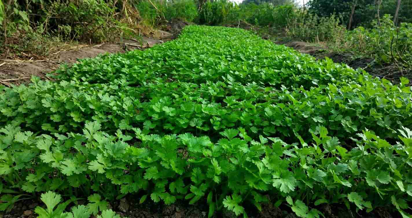 Coriander leafy vegetable commonly used at home