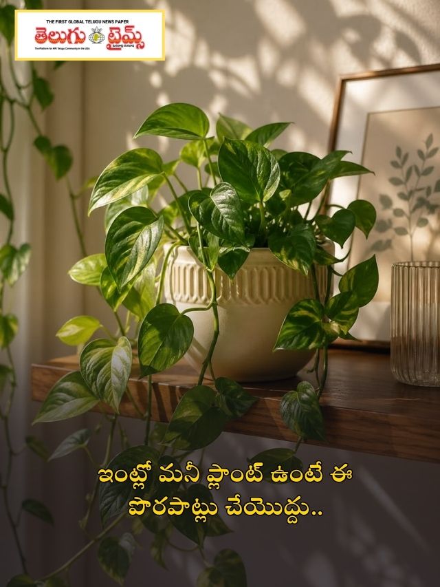 ఇంట్లో మనీ ప్లాంట్ ఉంటే ఈ పొరపాట్లు చేయొద్దు..