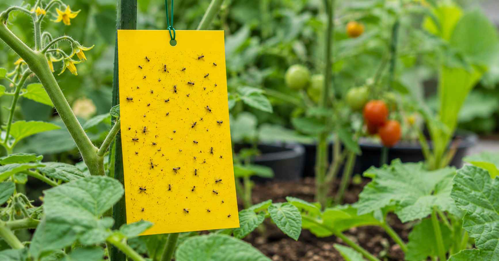 Easy control with sticky traps