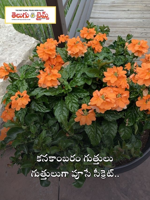 కనకాంబరం గుత్తులు గుత్తులుగా పూసే సీక్రెట్..