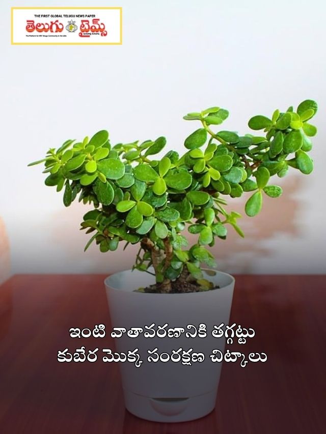 ఇంటి వాతావరణానికి తగ్గట్టు కుబేర మొక్క సంరక్షణ చిట్కాలు
