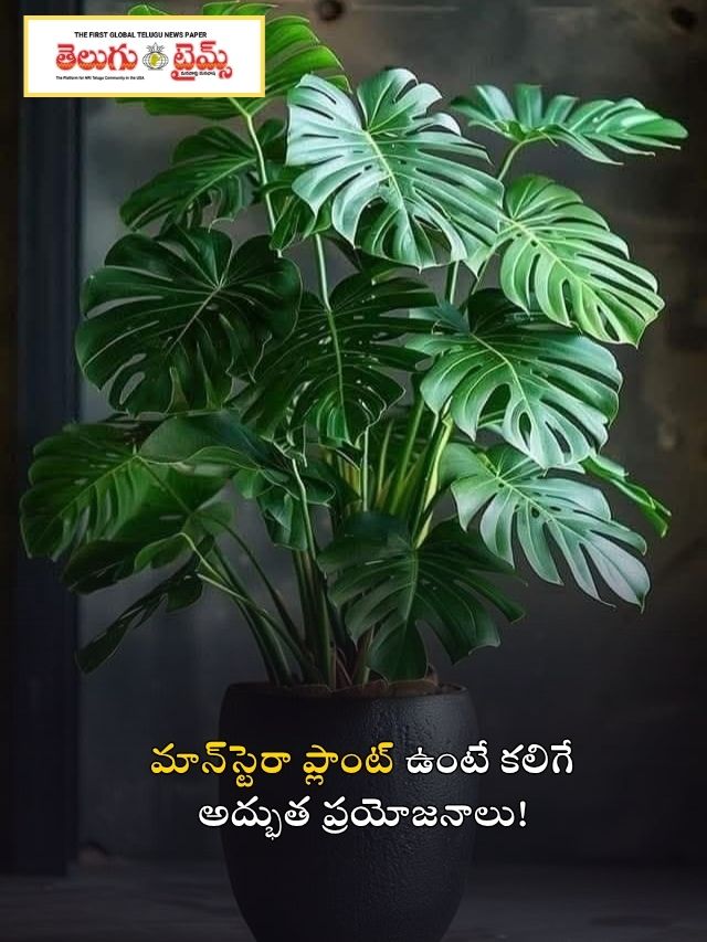 మాన్‌స్టెరా ప్లాంట్ ఉంటే కలిగే అద్భుత ప్రయోజనాలు!