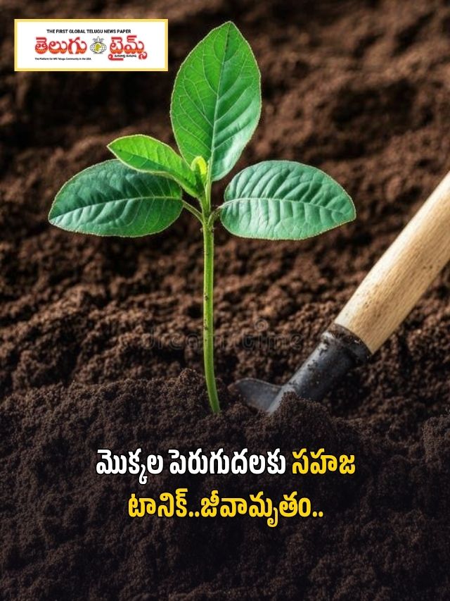 మొక్కల పెరుగుదలకు సహజ టానిక్..జీవామృతం..