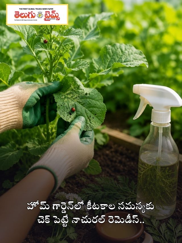 హోమ్ గార్డెన్‌లో కీటకాల సమస్యకు చెక్ పెట్టే నాచురల్ రెమెడీస్..
