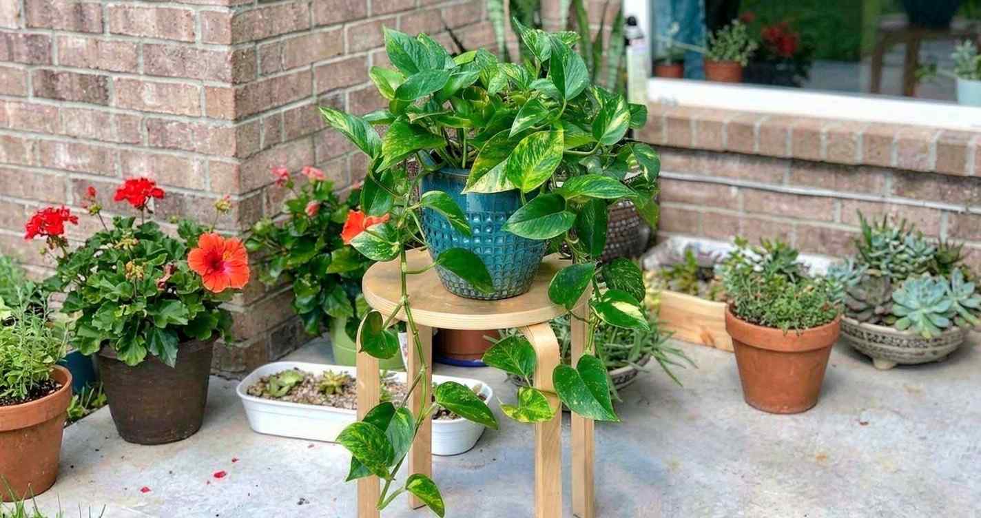 Pothos is also well-suited for interior decoration