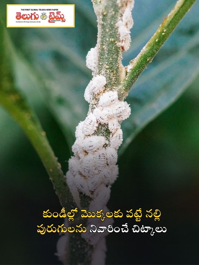 కుండీల్లో మొక్కలకు పట్టే నల్లి పురుగులను నివారించే చిట్కాలు