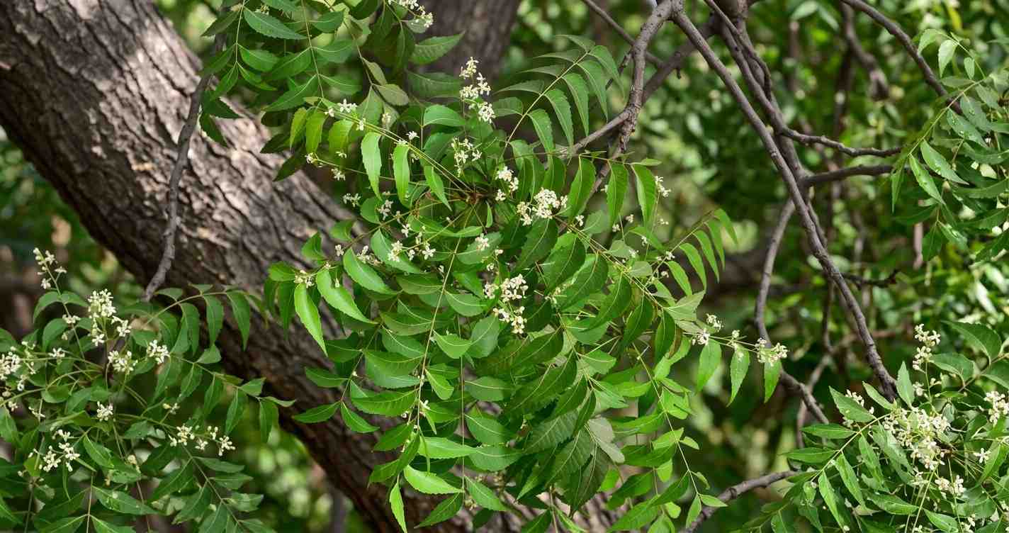 Skin issues Neem is natural remedy