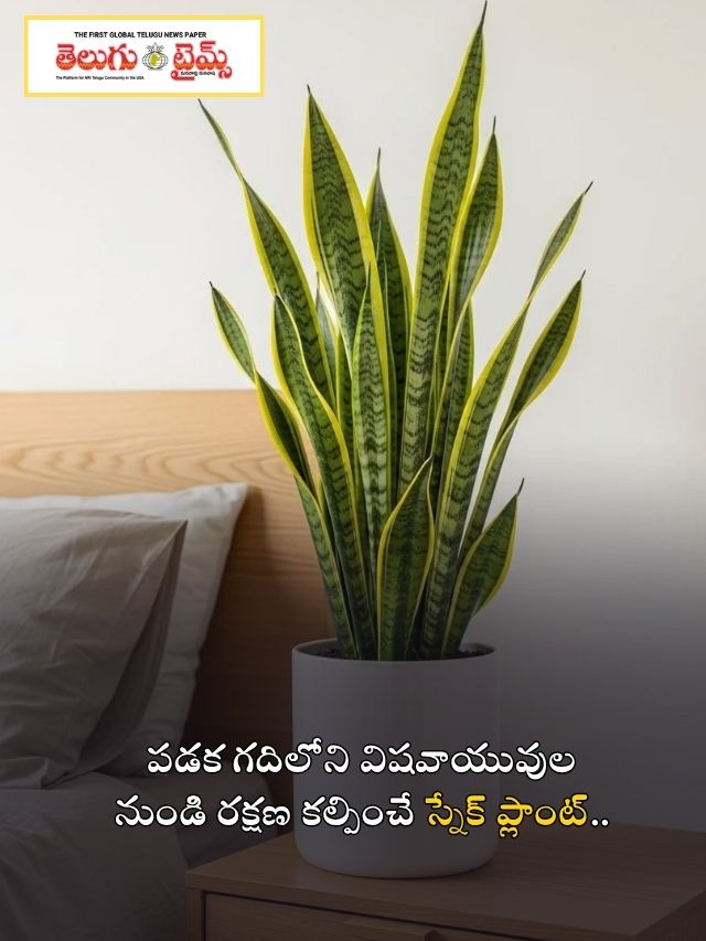 పడక గదిలోని విషవాయువుల నుండి రక్షణ కల్పించే స్నేక్ ప్లాంట్..