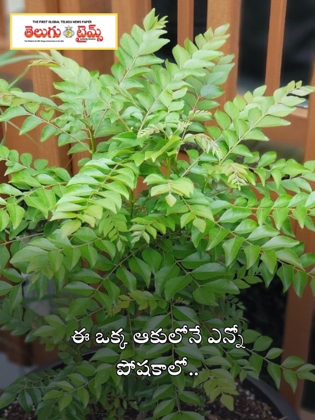 ఈ ఒక్క ఆకులోనే ఎన్నో పోషకాలో..