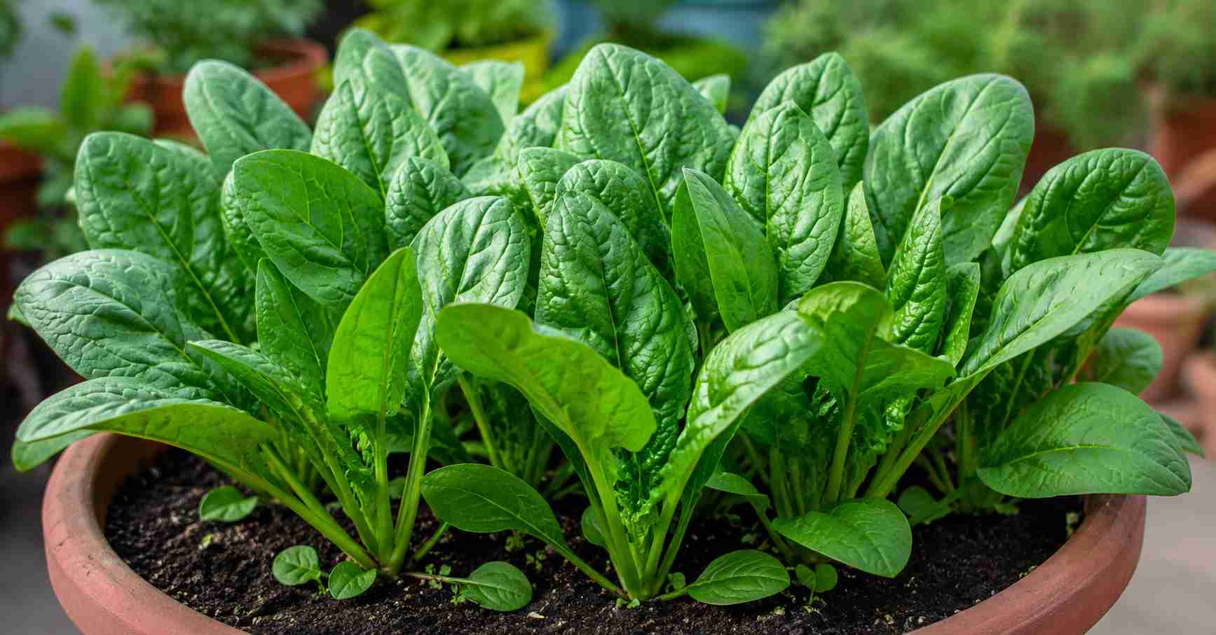 Spinach nutrient-rich leafy green vegetable