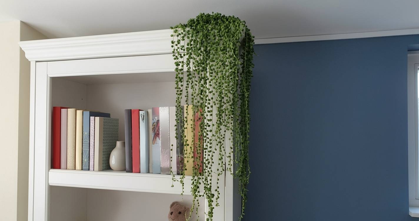 The String of Pearls is also a unique plant for wall decor