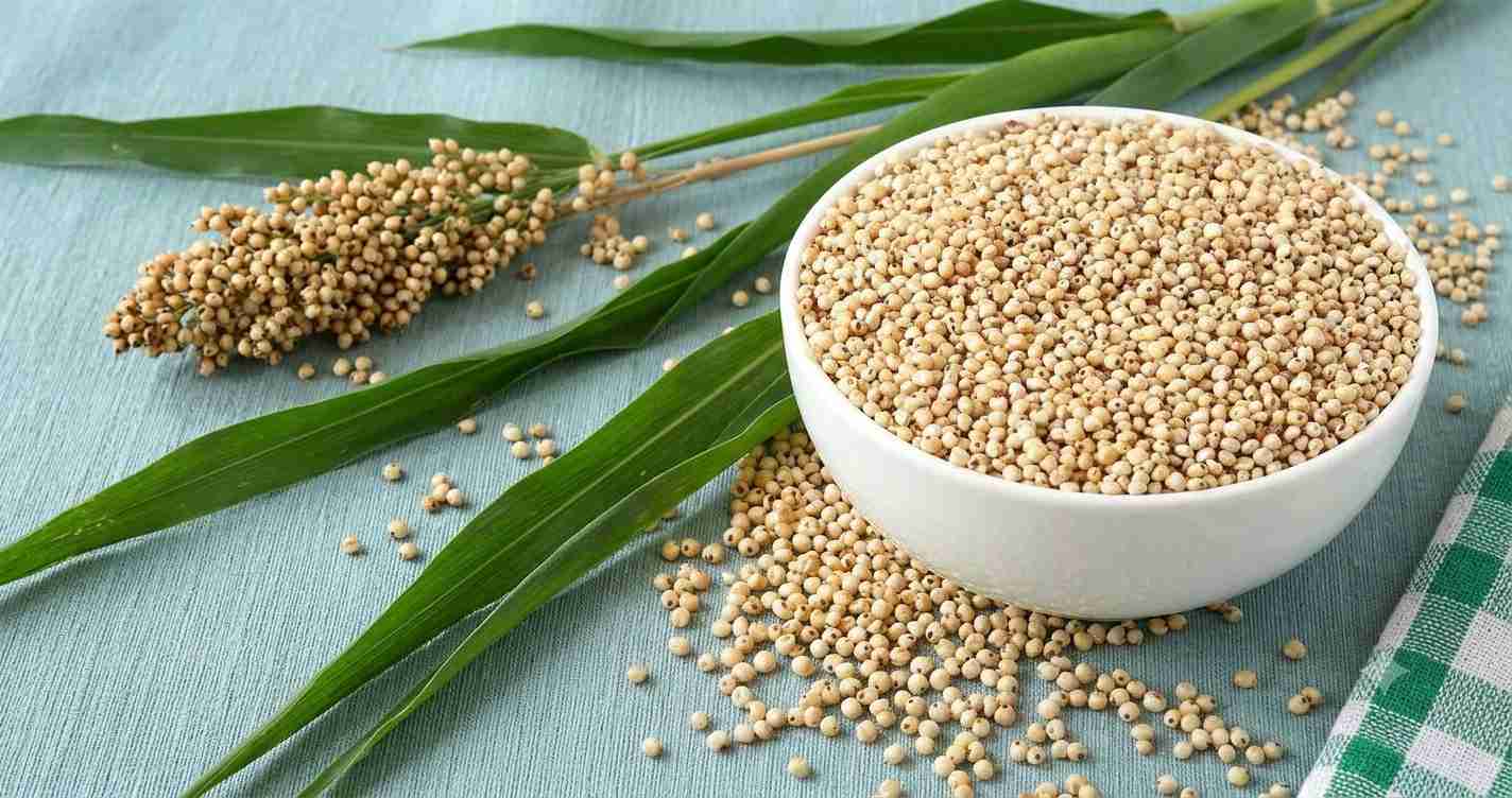 The antioxidants found in sorghum help protect the body's cells