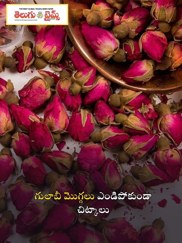 గులాబీ మొగ్గలు ఎండిపోకుండా చిట్కాలు