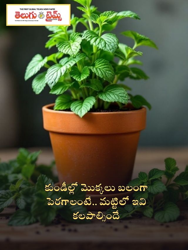 కుండీల్లో మొక్కలు బలంగా పెరగాలంటే.. మట్టిలో ఇవి కలపాల్సిందే