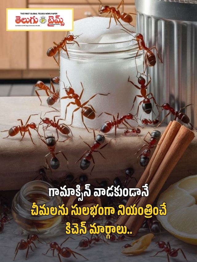 గామాక్సిన్ వాడకుండానే చీమలను సులభంగా నియంత్రించే కిచెన్‌ మార్గాలు..
