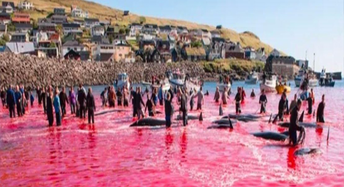 700 Whales Dolphins Killed Across Fargoe Island Amid Legistative Change