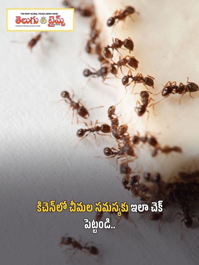 కిచెన్‌లో చీమల సమస్యకు ఇలా చెక్ పెట్టండి..