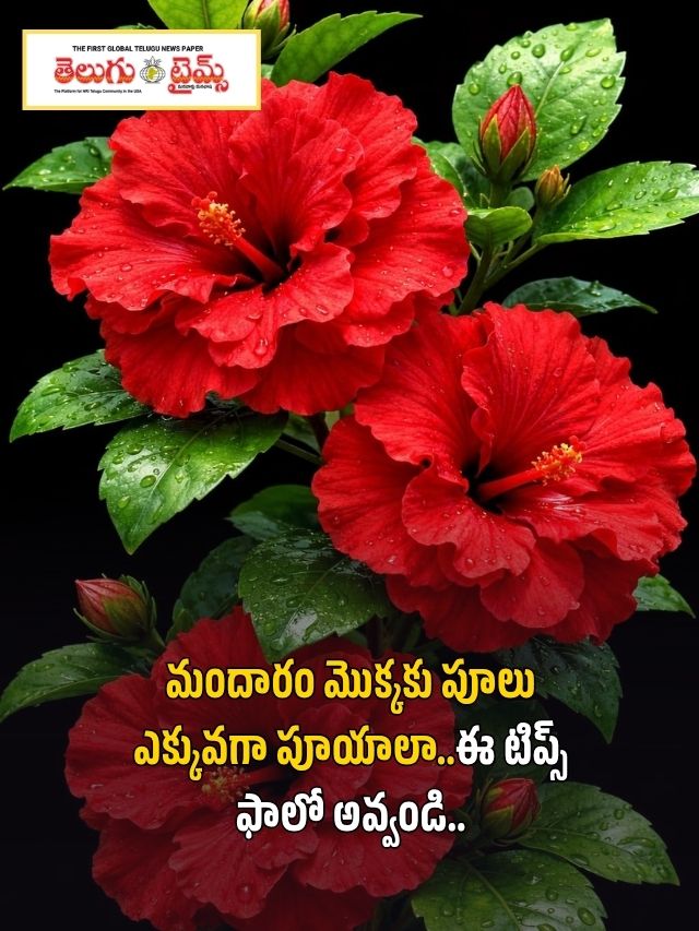 మందారం మొక్కకు పూలు ఎక్కువగా పూయాలా..ఈ టిప్స్ ఫాలో అవ్వండి..