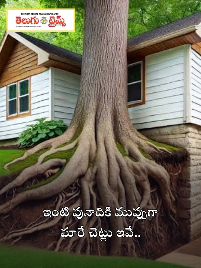 ఇంటి పునాదికి ముప్పుగా మారే చెట్లు ఇవే..