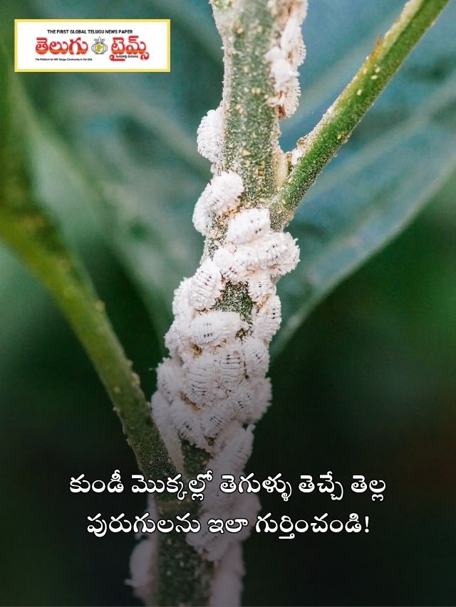 కుండీ మొక్కల్లో తెగుళ్ళు తెచ్చే తెల్ల పురుగులను ఇలా గుర్తించండి!