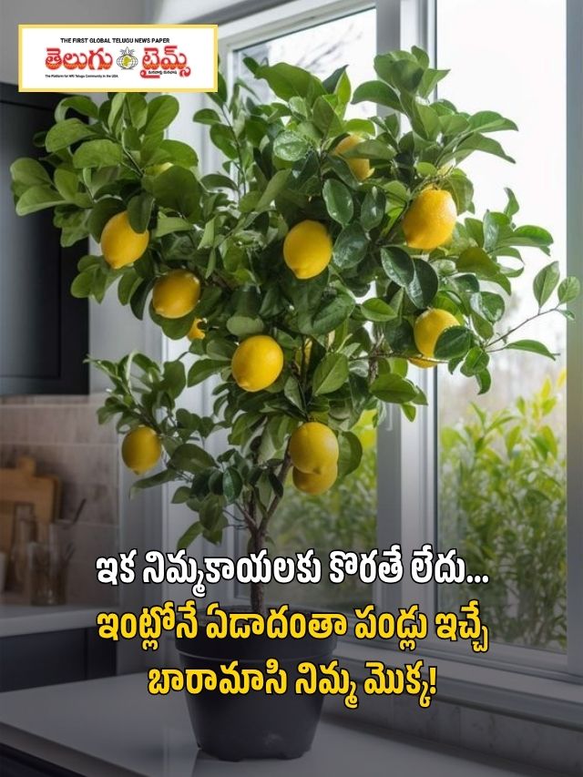 ఇక నిమ్మకాయలకు కొరతే లేదు… ఇంట్లోనే ఏడాదంతా పండ్లు ఇచ్చే బారామాసి నిమ్మ మొక్క!
