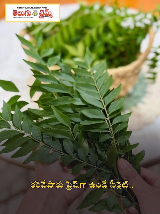 కరివేపాకు ఫ్రెష్‌గా ఉండే సీక్రెట్..