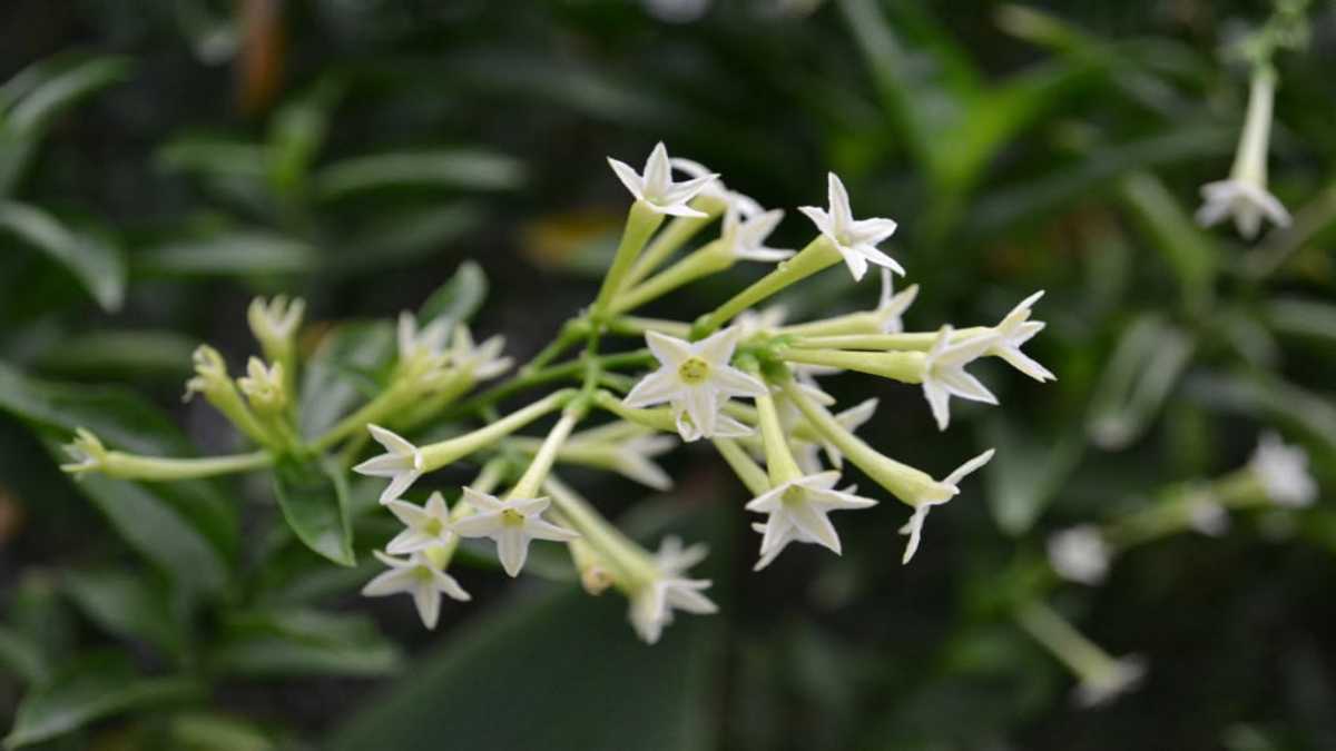 The specialty of the Night-Blooming Jasmine