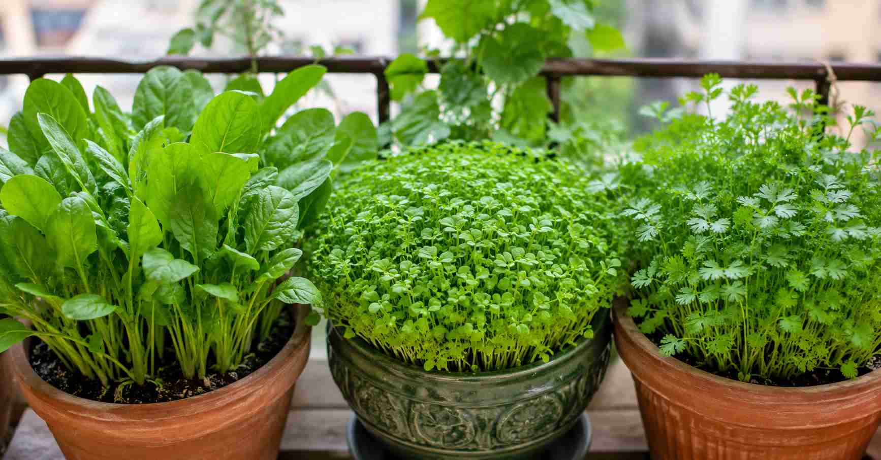 spinach, fenugreek&coriander grow very easily in pots