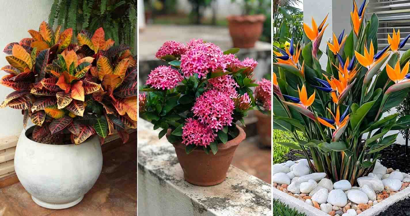 A splash of color with Crotons and Ixoras