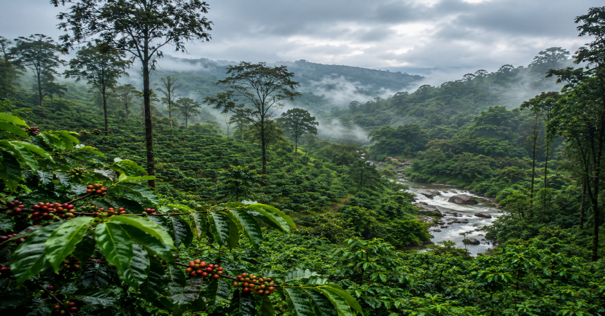 Coorg-–-The-Aroma-of-Coffee-Plantations