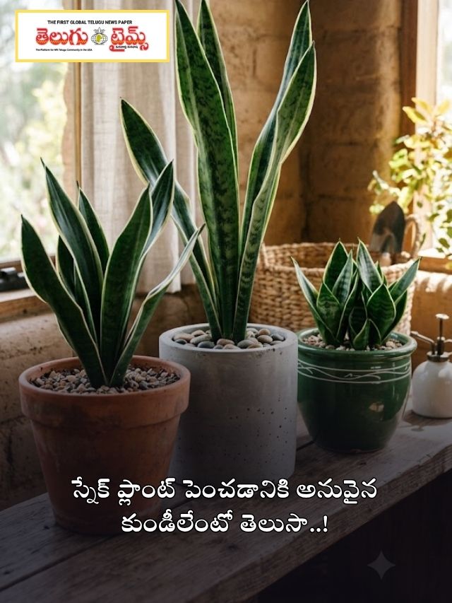 స్నేక్ ప్లాంట్ పెంచడానికి అనువైన కుండీలేంటో తెలుసా..!