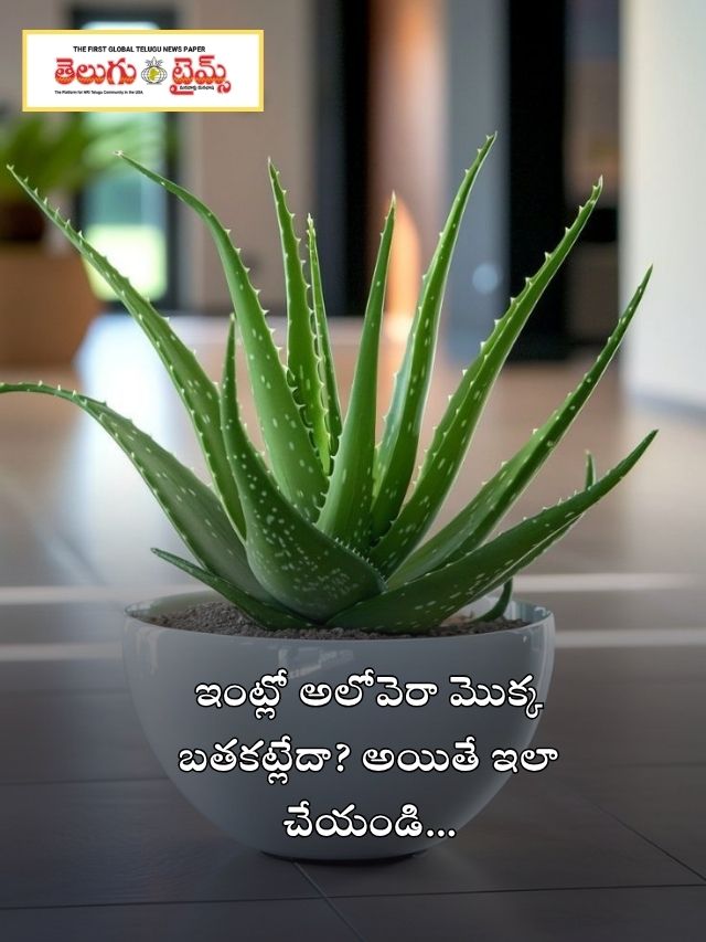 ఇంట్లో అలోవెరా మొక్క బతకట్లేదా? అయితే ఇలా చేయండి…