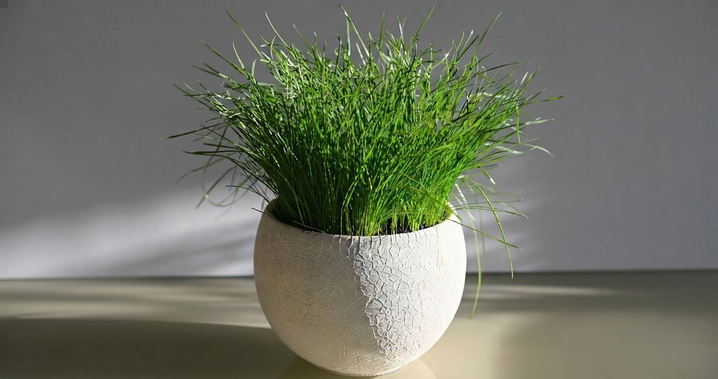 Lemongrass