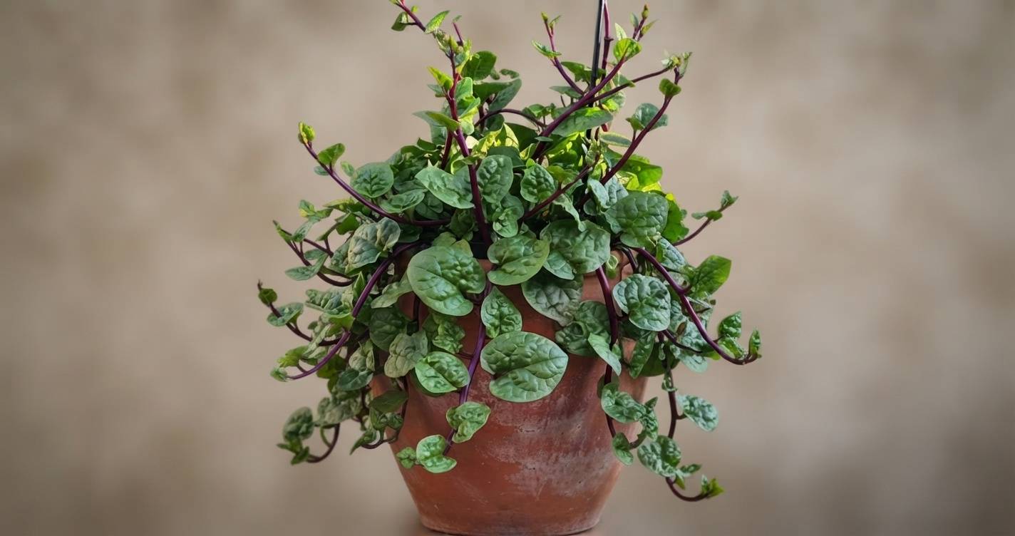 Malabar Spinach