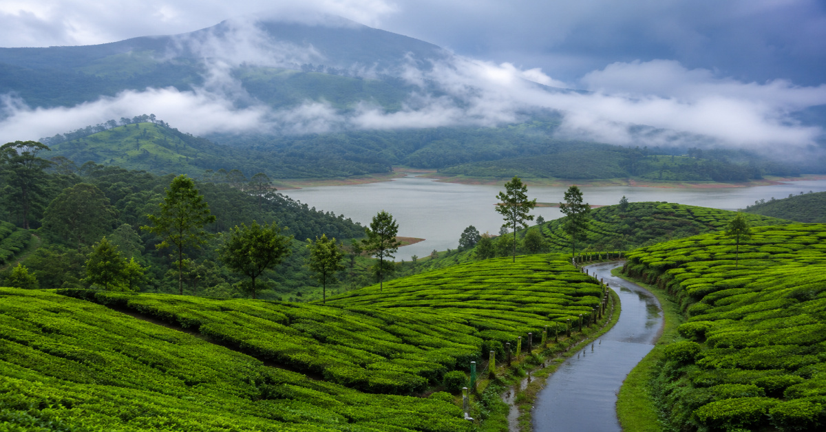 Munnar-–-The-beauty-of-lush-green-tea-gardens