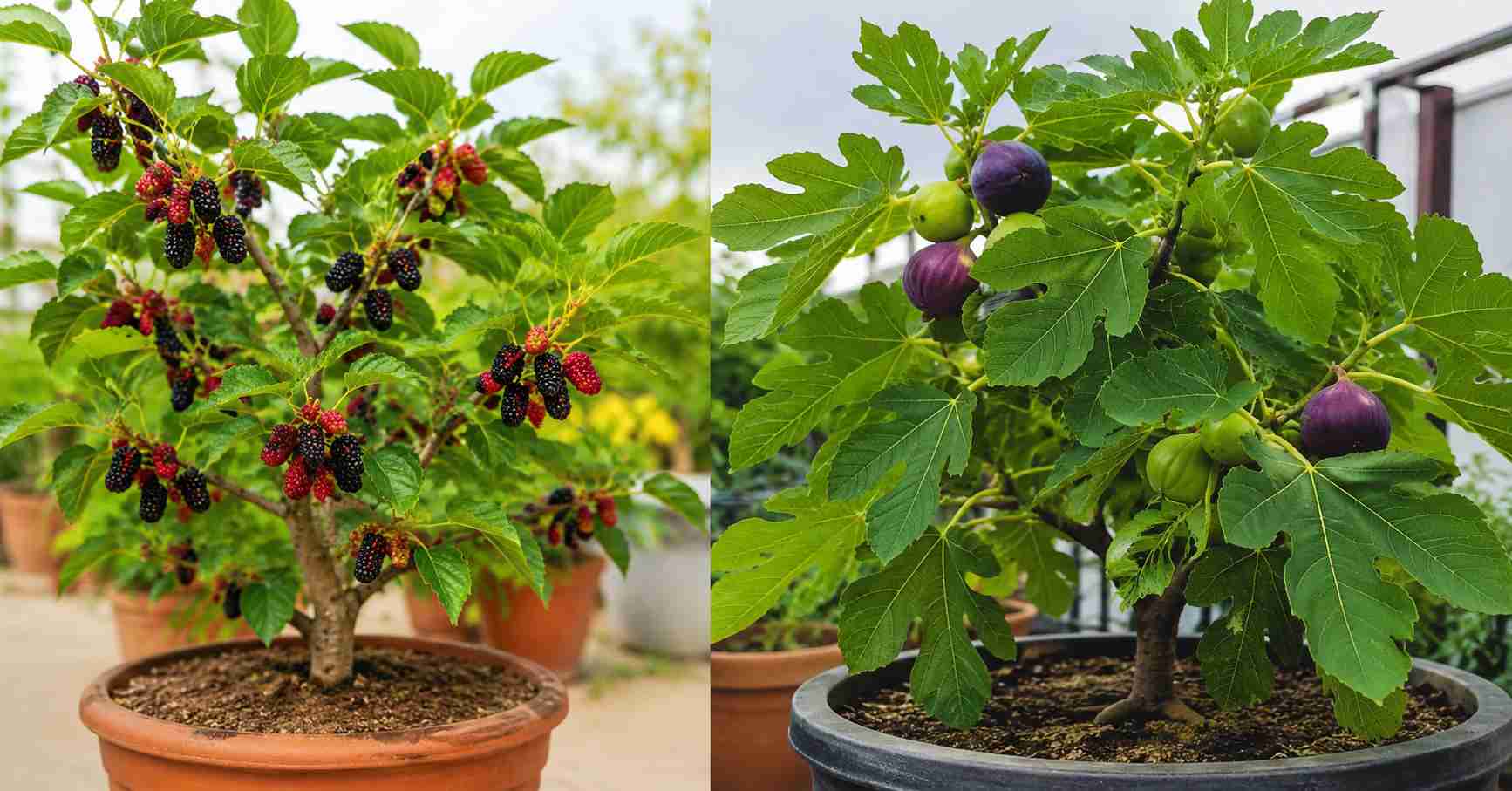 Nutrient-rich mulberry and fig