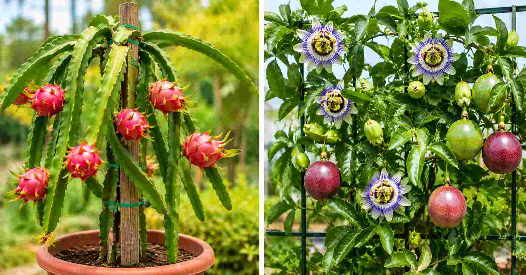 Passion fruit with dragon fruit