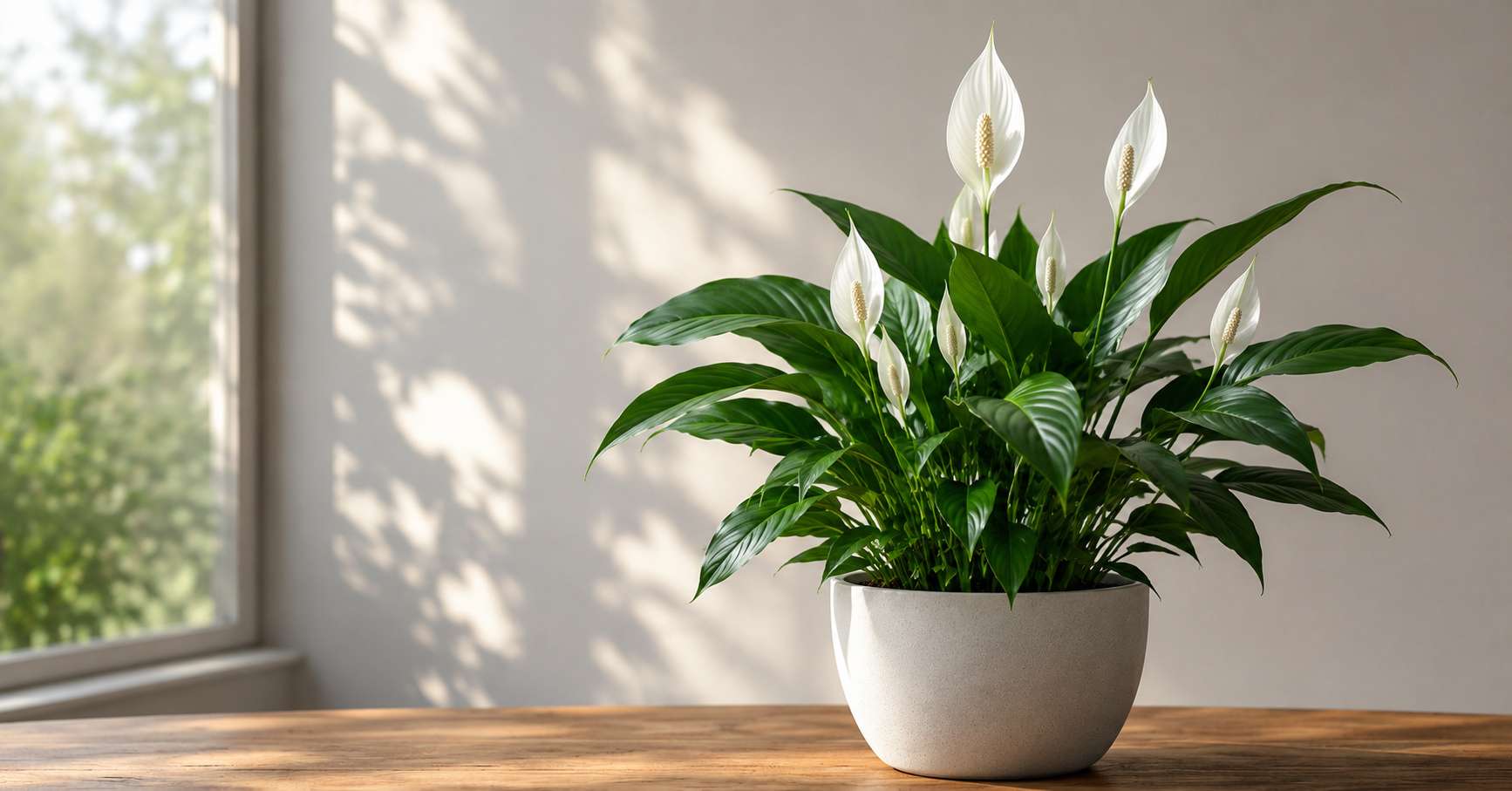Peace Lily